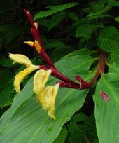 Cautleya spicata