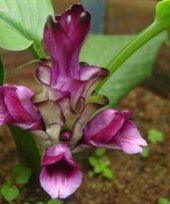 Curcuma inodora