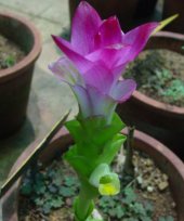 Curcuma leucorrhiza