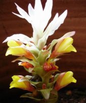 Curcuma neilghirrensis