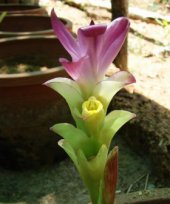 Curcuma raktakanta