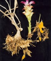 Curcuma xanthorrhiza