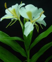 Live Collections » Gingers »  Hedychium
