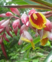 Live Collections » Gingers » ALPINIA