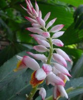 Alpnia smithiae