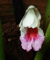 Boesenbergia longiflora