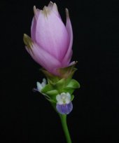 Curcuma alismatifolia