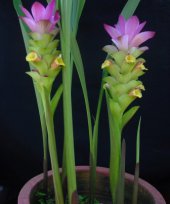 Curcuma angustifolia