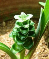 Curcuma larsenii