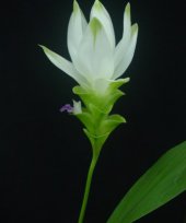 Curcuma thoreli