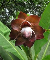 Ensete superbum