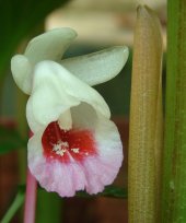 Bosenbergia hamiltonii