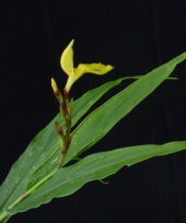  Cautleya gracilis