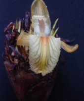 Amomum subulatum cv. Madhusey 